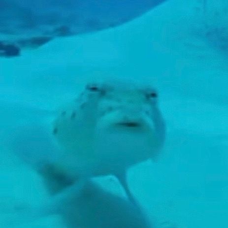 Headache Reaction Pic, Funny Sea Creatures, Silly Sea Animals, Goofy Shark, Cursed Fish, Cursed Fish Images, Silly Sea Creatures, Funny Sea Animals, Goofy Fish