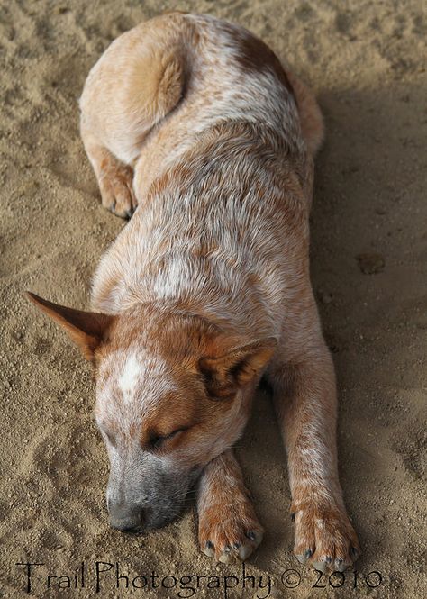 I CAN'T EVEN WITH THIS DOG RIGHT NOW! Red Heeler Red Heeler Dog, Aussie Cattle Dog, Austrailian Cattle Dog, Heeler Dogs, Cattle Dogs Rule, Heeler Puppies, Blue Heeler Dogs, Blue Heelers, Red Heeler