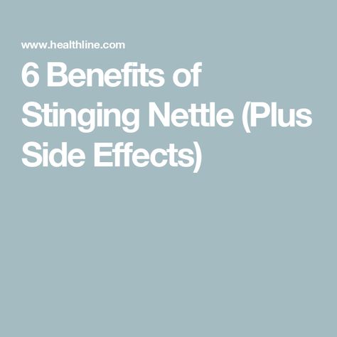 6 Benefits of Stinging Nettle (Plus Side Effects) Nettle Leaf Benefits, Benefits Of Stinging Nettle, Nettle Tea Benefits, Nettle Benefits, Nettle Tea, Improve Hair Growth, Stinging Nettle, Digestion Process, Herbs For Health