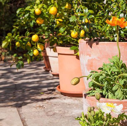 small garden ideas-citrus trees Hanging Window Boxes, Backyard Hammock, Tabletop Firepit, Ornamental Cabbage, Lavender Garden, Bottle Garden, Bamboo Fence, Bird Houses Painted, Backyard Lighting