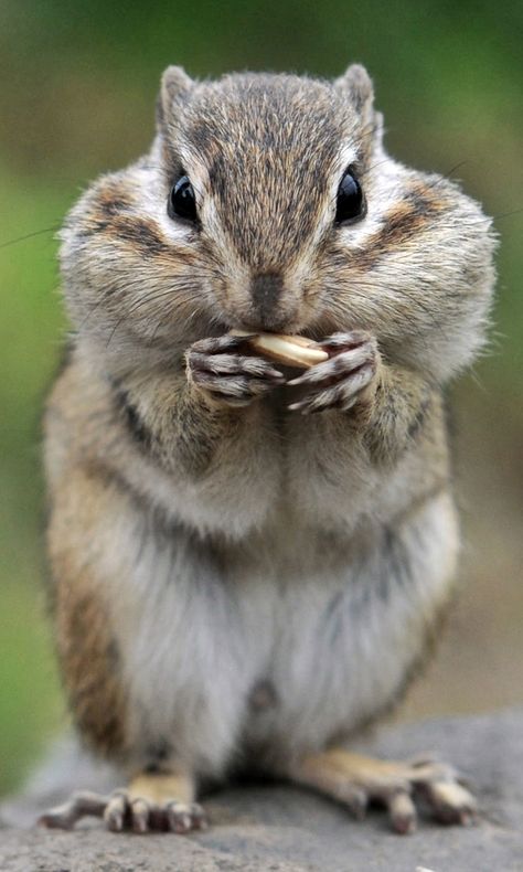 Chipmunk Photography, Popular Images, Squirrel Funny, Cute Squirrel, Hamsters, Sweet Animals, Animal Planet, Squirrels, Chipmunks