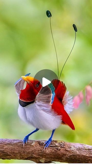 LetsTravel Guys on Instagram: "King Bird of Paradise! Look, how beautiful is its mating dance!  🗣️ Follow for more: @lets.travel.guys  🎥 Video by: @timlaman & @cornellbirds (YouTube channel) Cover photo by: @dustinchen0728" Youtube Channel Cover Photo, Lets Travel, Instagram King, Bird Of Paradise, Birds Of Paradise, Cover Photo, How Beautiful, Cover Photos, Follow For More