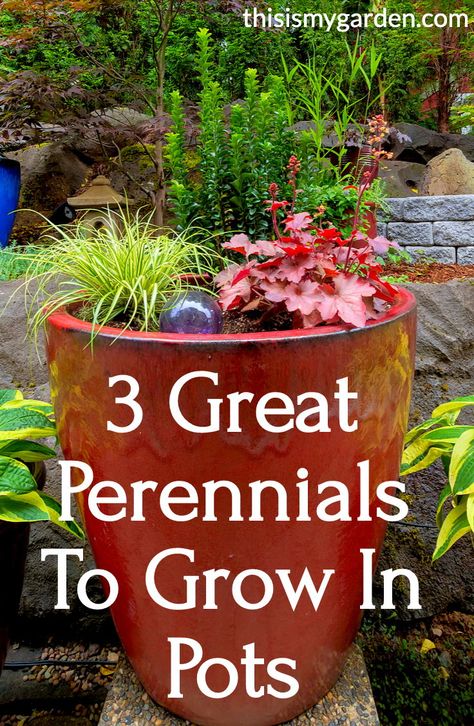 Best Plants For Containers, Hostas In Planters, Patio Plants In Pots Shade, Potting Plants Ideas, Flowering Pots Ideas Outdoor, Plants For Big Pots Outside, Potted Plants Front Yard, Hostas In Pots Planters, Hostas In Pots Front Porches