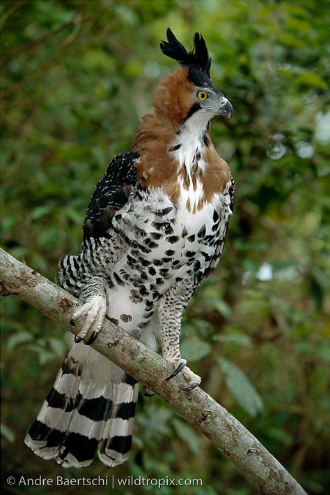 Ornate Hawk Eagle, Hawk Eagle, Raptors Bird, Bird Wallpaper, Pretty Animals, Tropical Rainforest, Exotic Birds, Bird Pictures, Pretty Birds