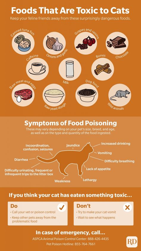 15 Foods Toxic to Cats | Common Foods Cats Can't Eat Foods Cats Can Eat, Age Chat, Toxic To Cats, Homemade Cat Toys, How To Make Something, Cat Diet, Best Cat Food, Toxic Foods, What Cat