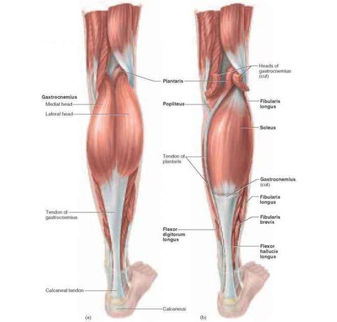 Gastrocnemius ver soleus (2 calf muscles) Muscles Of The Leg, Triceps Brachii Muscle, Biceps Brachii Muscle, Supraspinatus Muscle, Subscapularis Muscle, Temporal Bone, Peroneus Longus, Quadriceps Femoris, Facial Veins