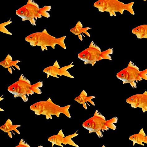 New trending GIF on Giphy Goldfish Gif, Swimming Gif, Fish Gif, Trippy Gifs, Gif Wallpaper, Digital Collage Art, Fish Pattern, Water Signs, Gold Fish