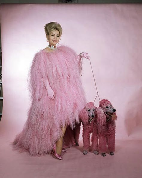 Zsa Zsa Gabor, Glitter Rosa, Rick Astley, Zsa Zsa, Vintage Poodle, Pink Poodle, Axl Rose, Pink Fur, Poodle Puppy