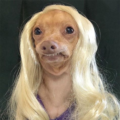 OMG, TREND ALERT! Dog wigs | OMG.BLOG Dog With Wig, Funny Dog Faces, Dog Education, Human Pictures, Cute Animal Memes, Funny Dog Memes, Cute Dogs And Puppies, Funny Animal Memes, Girl And Dog