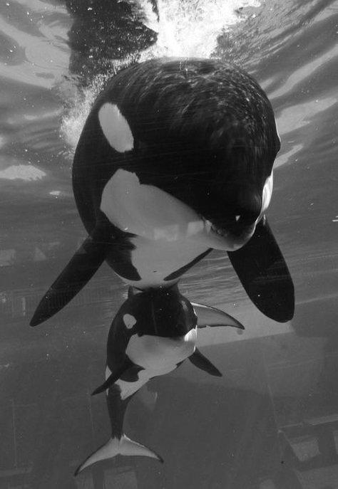 Sea Mammal, Orca Whale, Underwater Animals, Beautiful Sea Creatures, Water Animals, Orca Whales, Most Beautiful Animals, Underwater Creatures, Marine Mammals