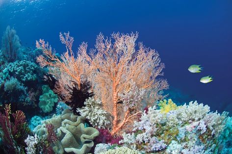 Ecologists are studying resilient reefs to unlock their secrets and preserve others for generations to come Coral Reef Drawing, Coral Reef Photography, Sea Pics, Aquarium Tanks, Ocean Ecosystem, Fish Images, Sea Fashion, Places Photos, Coral Bleaching