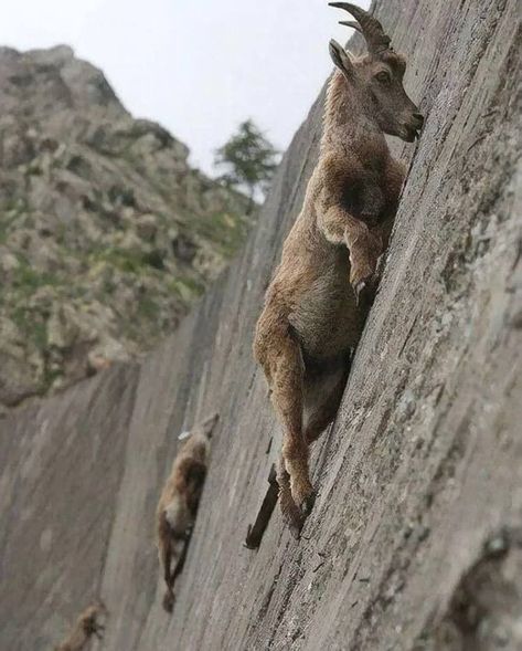 Mountain goats don't know what gravity is! They distribute weight so competently that they can even walk on sheer cliffs. Mountain Goats Climbing, Other Side Of Fear, Degree Wall, Instagram Success, Mountain Goats, Mountain Goat, Marine Mammals, Old World Christmas, Wildlife Nature