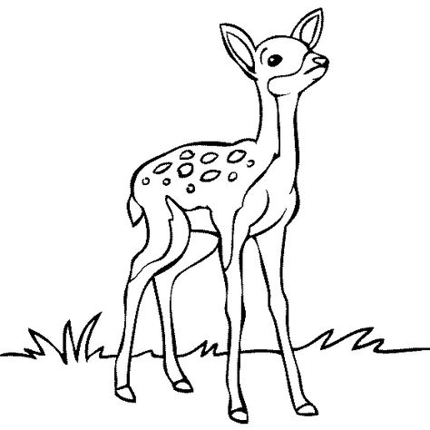 Baby Deer Coloring Page Deer Outline, Deer Printable, Deer Coloring Pages, Deer Cartoon, Deer Drawing, Deer Pictures, Color Sheets, Rainforest Animals, Rainbow Canvas