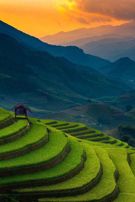 Sunset over a rice terrace at Mu Cang Chai, Vietnam Vietnam Voyage, Rice Terraces, Halong Bay, Alam Yang Indah, Angkor, Chiang Mai, Mongolia, Hanoi, Places Around The World