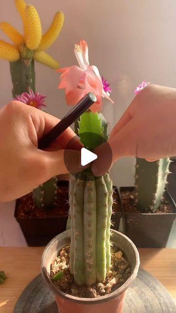 Cactus Garden on Instagram: "Useful tips for cactus 🌵 👉 My Youtube channel: Cactus Garden #cactus #cacti #多肉植物 #succulents #succulentlove #多#succulentlover #succulentaddict #succulent #succulentobsession #succulentlife #succulentcity #succulentobsessed #succulentcollection #succulover #succulove #succulentaddiction #senda #vuonsenda #reels" Garden Cactus, Cactus Garden, Little Garden, Cactus Y Suculentas, Useful Tips, Helpful Hints, Succulent, Youtube Channel, Cactus