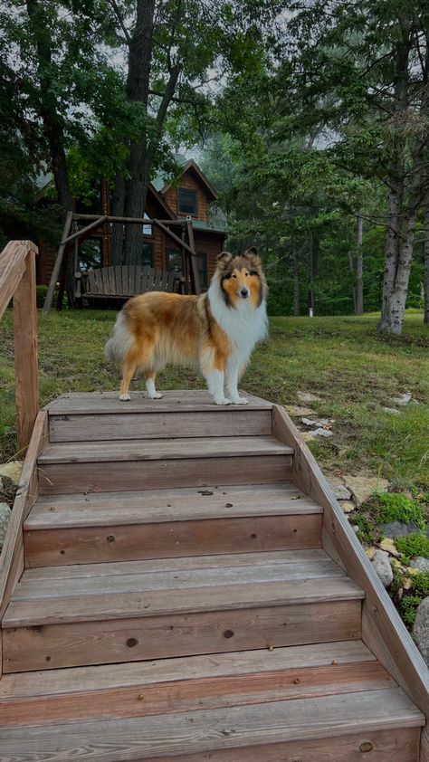 Rough Collie Puppy, Rough Collies, Richard Kruspe, Collie Puppies, Cottage Life, Rough Collie, Inspiration Board, Christmas List, Animals Beautiful