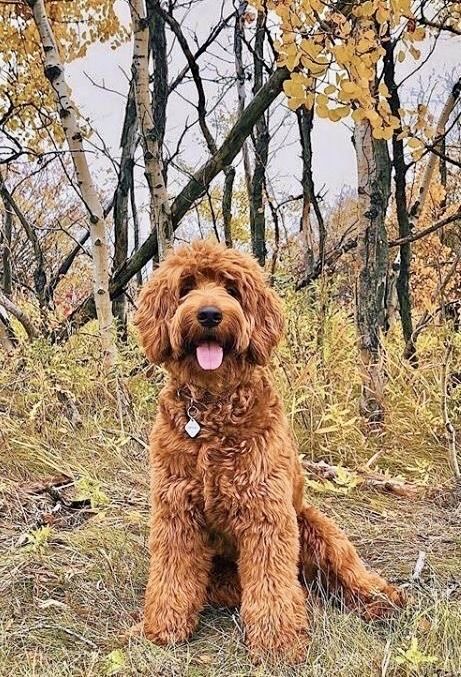 Labradoodle Vs Goldendoodle, Doodle Haircuts, Labradoodle Grooming, Golden Labradoodle, Goldendoodle Haircuts, Red Goldendoodle, All Shall Be Well, Goldendoodle Grooming, Golden Doodle Dog