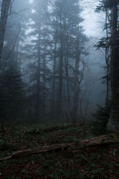 Capturing The Moment, Mystery Man, Gloomy Forest, Smokey Forest, Atmosphere Aesthetic, Dark Photo, Mysterious Forest, The Forest, Mysterious Man Aesthetic