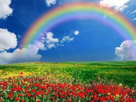 Dove Pictures, Rainbow Pictures, Rainbow Photography, Rainbow Sky, Scenery Pictures, Rainbow Aesthetic, Rainbow Wallpaper, Beautiful Flowers Wallpapers, Beautiful Locations Nature