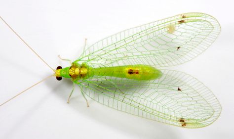 beneficial garden insect:green lacewing Green Lacewing, Winged Insects, Stone Mansion, Insect Tattoo, Insect Collection, Cool Bugs, Garden Insects, Beautiful Bugs, Arachnids