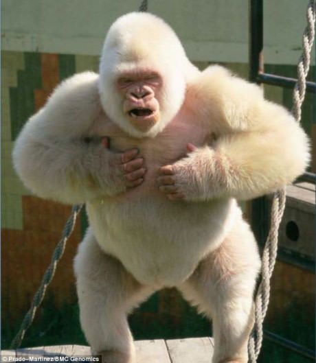 The only known albino gorilla. Looks like a yeti. At least he won't be shot like Harambe Albino Gorilla, White Gorilla, Rare Albino Animals, Gorilla Gorilla, Silverback Gorilla, Albino Animals, Unusual Animals, Rare Animals, Primates