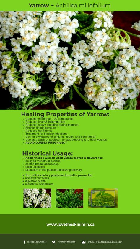 Benefits Of Yarrow Tea, Yarrow Tincture Benefits, Yarrow Tea Benefits, Yarrow Plant Benefits, Yarrow Magical Properties, Yarrow Benefits, Benefits Of Yarrow, Yarrow Uses, Yarrow Tea