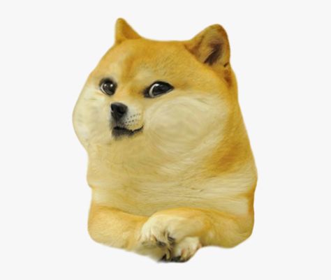 Doge Pfp Anime, Cheems Doge, Doge Dog, Animal Captions, Doge Meme, Dog Jokes, Great Memes, Shiba Inu Dog, Funny Dog Shirts