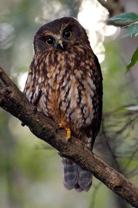 Morepork (Ruru) : Birding NZ Nz Birds, Nz Art, New Zealand Art, Maori Art, Google Search Results, Bird Photo, Birds Of Prey, Bird Watching, Bird Art