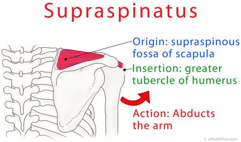 Supraspinatus anatomy: origin, insertion action on http://ehealthstar.com/anatomy/supraspinatus-muscle Supraspinatus Muscle, Muscular System Anatomy, Remedial Massage, Yoga Anatomy, Muscular System, Muscle Anatomy, Fitness Plan, Human Anatomy And Physiology, Medical Anatomy