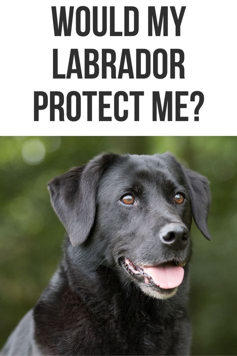 This post will show you if your Labrador would protect you. Labrador Retriever Accessories, Black Lab Retriever, Black Lab Funny, Labrador Retriever Quotes, Feline Anatomy, Labrador Retriever Black, Labrador Training, Labrador Retriever Facts, Labrador Facts