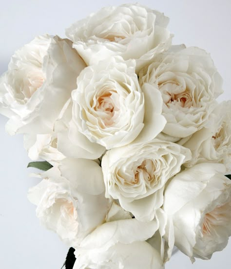 Have you used White Cloud? This German garden rose is exclusively grown by Alexandra Farms. Garden Rose Bouquet Wedding, Garden Roses Wedding, Rose Garden Landscape, Garden Rose Bouquet, Rose Wedding Bouquet, Flower Company, Garden Rose, White Cloud, White Gardens