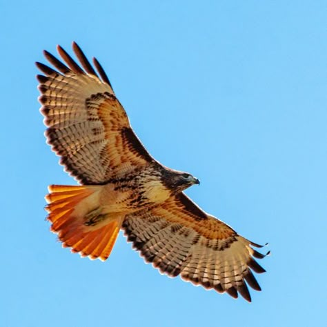 Red-Tailed Hawk rides the wind.... Red Hawk, Redtail Hawk, Flying Hawk, Hawk Aesthetic, Redtail Hawk Tattoo, Hawk Drawing, Red Tail Hawk Tattoo, Red Tailed Hawk Tattoo, Red Tailed Hawk Drawing