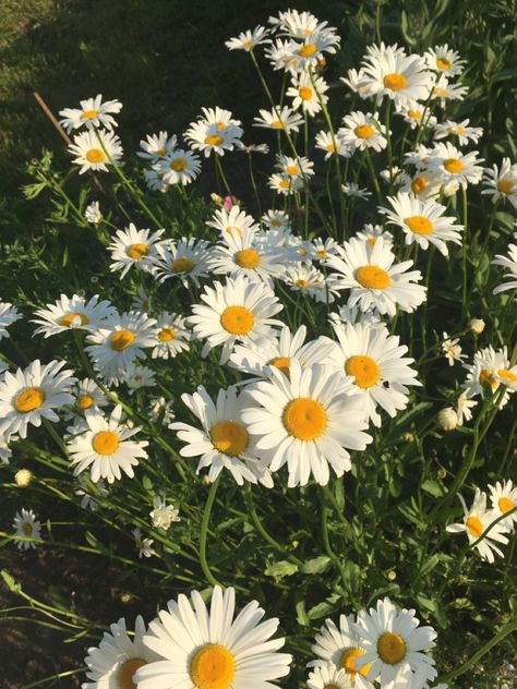 #beautifulflower #chamomile #summercolors #flower Camomile Flower Aesthetic, Chamomile Flowers Aesthetic, Chamomile Aesthetic, Plant Chamomile, Chamomile Garden, Self Collage, Camomile Flower, Ghibli Painting, Aromatic Garden