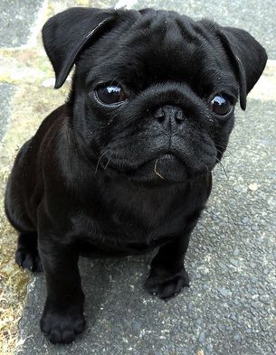 Black pug puppy Black Pug Puppies, Pugs And Kisses, Baby Pugs, Pug Pictures, Black Pug, Pug Puppies, Cute Pugs, Pug Love, Pug Life