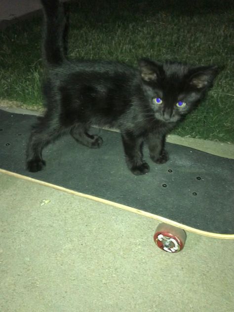 Cat Riding Skateboard, Agata Core, Cat Skateboarding, Cat On Skateboard, Silly Pfps, Cat Skateboard, Silly Cars, Imaginary Friends, Cute Black Cats