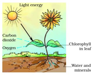 Nutrition in Plants or Nutrients in Plants for Class 7 CBSE Science Nutrition In Plants Class 7, Class 7 Science Notes, Photosynthesis Diagram, Grade 7 Science, Nutrition In Plants, Mistletoe Plant, Sundew Plant, Class 6 Maths, Insectivorous Plant