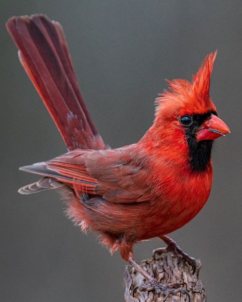 Cardinal bird lover | A sweet pose of Northern Cardinal ❤️ | Facebook Northern Cardinal Photography, Cardinal Photography, Cardinal Photo, Fancy Birds, Bird Reference, Painted Bunting, Northern Cardinal, 2024 Ideas, Bird Photos