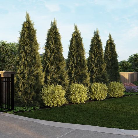 Warm-Climate Privacy Kit Gardener Design, Planning Garden, Thuja Green Giant, Fence And Gate, Planters Garden, Privacy Plants, Privacy Landscaping, Zen Gardens, Gardening Design