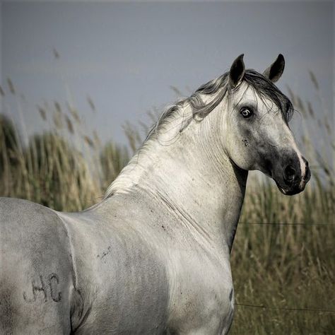 Lusitano Horse, Horse Reference, Horse Anatomy, Horse Inspiration, Horse Boarding, Horse Aesthetic, Grey Horse, Horse Portrait, All The Pretty Horses