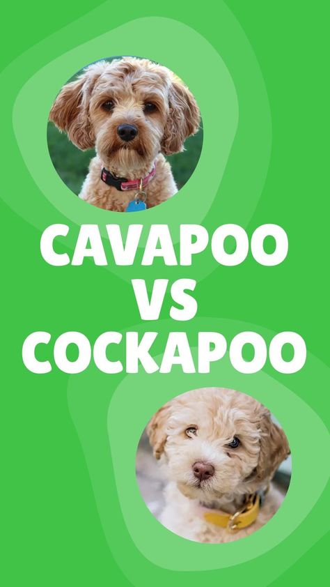 You’ve probably heard of a Cavapoo, or maybe Cockapoos. But since their names are similar, it’s easy to get them confused. Here, we’ll set the record straight so you know exactly what the difference is between Cavapoo vs. Cockapoo. Miniature Cockapoo, Mini Cockapoo, Dog Club, Cavapoo Puppies, American Cocker Spaniel, Dog Search, Doodle Dog, Miniature Poodle, Standard Poodle