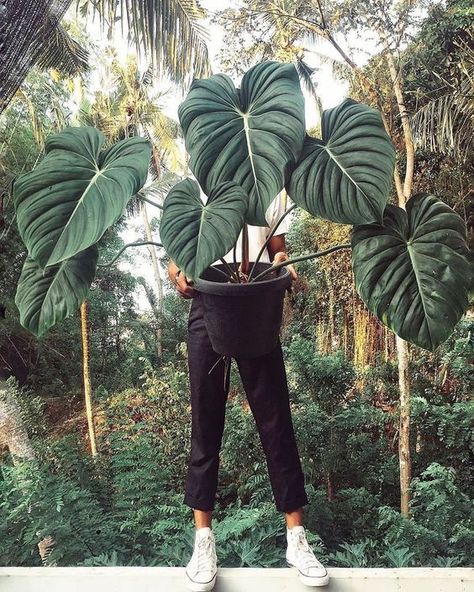 Philodendron Pastazanum, Growing And Glowing, Plants House, Dreams Become Reality, Plant Goals, Philodendron Plant, Plants Are Friends, Financially Free, Tips For Success