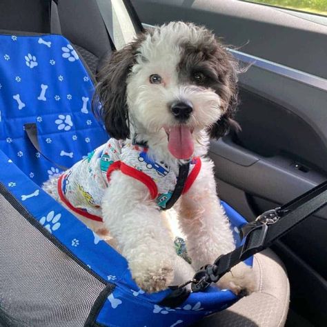 Yorkiepoo Full Grown, Yorkie Poo Full Grown, Yorkie Poo Puppies, Poodle Mix Breeds, Off White Coat, Black Puppy, Paw Cleaner, Yorkie Poo, Muddy Paws