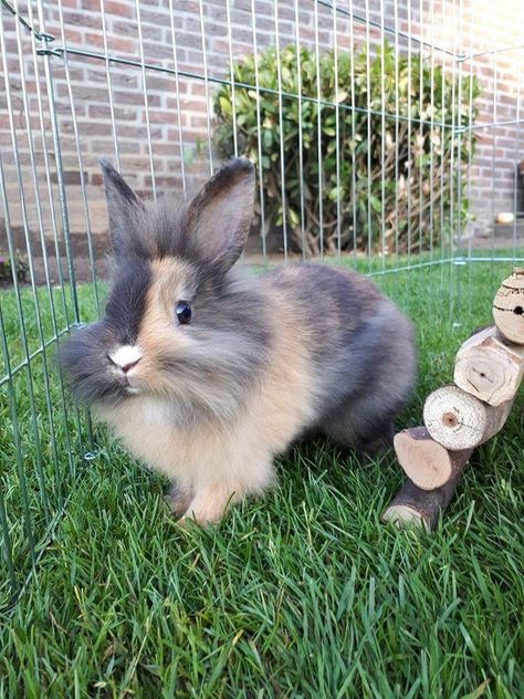 Lionhead Bunny Lionhead, Lionhead Bunny, Crazy Bunny Lady, Lionhead Rabbit, Indoor Rabbit, Bunny Care, Rabbit Care, Cute Baby Bunnies, Bunny Lovers