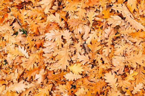 Texture of autumn leaves. Yellow oak leaf litter on the floor in stock image Leaf Litter, Forest Falls, Park Forest, Photo Texture, Forest Floor, Oak Leaves, Oak Leaf, Yellow Leaves, On The Floor