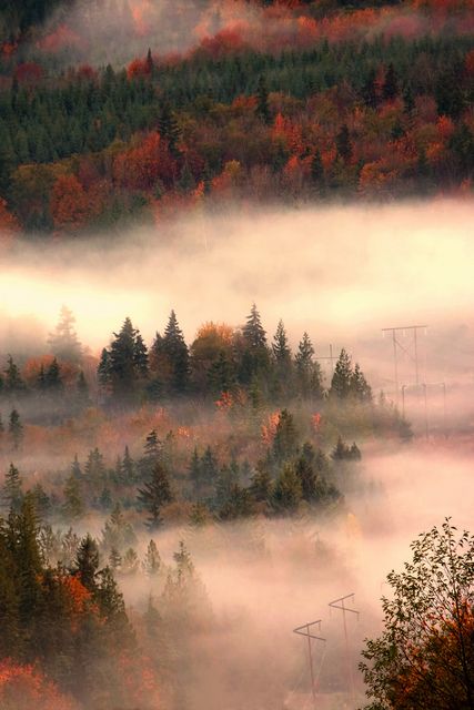 British Columbia, Canada Foggy Forest, Autumn Beauty, British Columbia Canada, Sunshine Coast, Scenic Views, Color Themes, Amazing Nature, Rocky Mountains, British Columbia