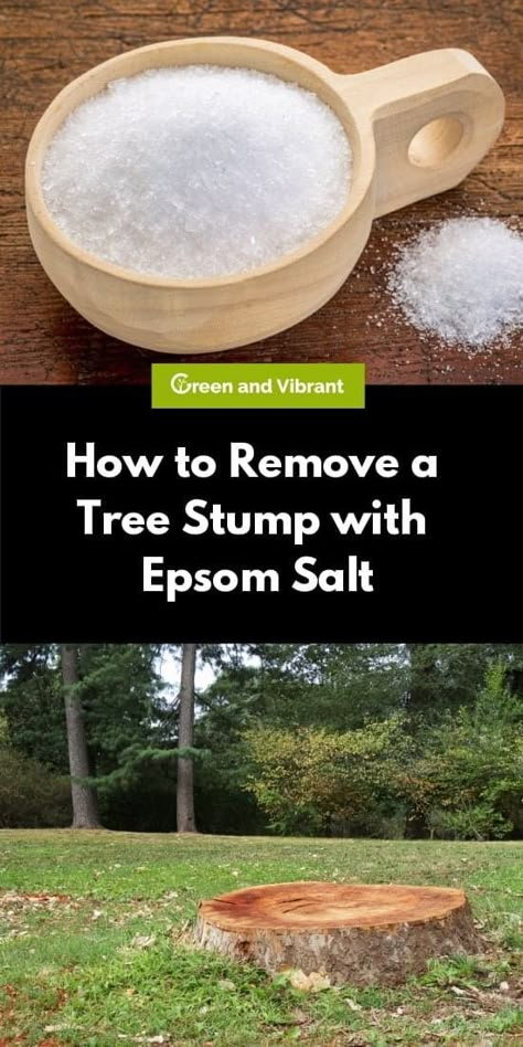 Get Rid Of Tree Stump, How To Get Rid Of Stumps In Yard, Tree Stump Removal With Epsom Salt, How To Remove Tree Stumps, Getting Rid Of Tree Stumps, Removing Tree Stumps Diy, Removing Stumps Diy, How To Get Rid Of A Tree Stump, What To Do With Tree Stumps