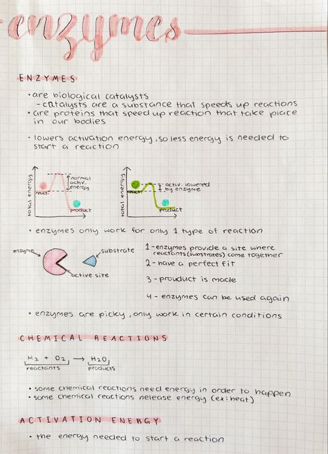 Enzymes Biology, Color Coding Notes, Calligraphy Cursive, Biochemistry Notes, Neet Notes, Biology Diagrams, Science Diagrams, Learn Biology, Biology Revision
