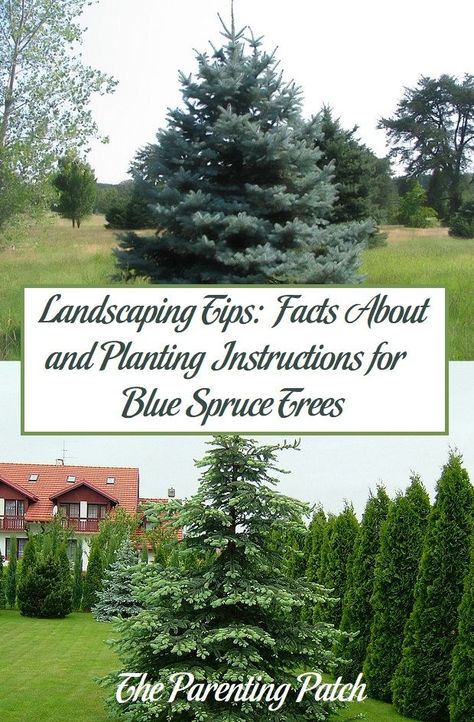 Colorado Spruce Landscaping, Blue Spruce Tree Landscaping, Spruce Trees Landscaping Ideas, Spruce Tree Landscaping, Spruce Landscaping Ideas, Blue Spruce Landscaping, Arborvitae Landscaping, Acreage Landscaping, Xeriscape Front Yard