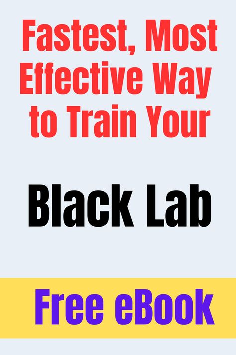 Dog Training eBook written by Professional Dog Trainer and Behavioral Specialist, Doggy Dan. 
I've been recommending Doggy Dan, owner of the dog training website, TheOnlineDogTrainer.com, for more than 7 years for dog and puppy training because his training methods are kind, easy-to-follow and effective.  You’ll be glad you found this! Behavioral Specialist, Lab Training, Lab Black, Dog Behavior Problems, Black Lab Puppies, Dog Training Techniques, Aggressive Dog, Dog Biting, Behavior Problems