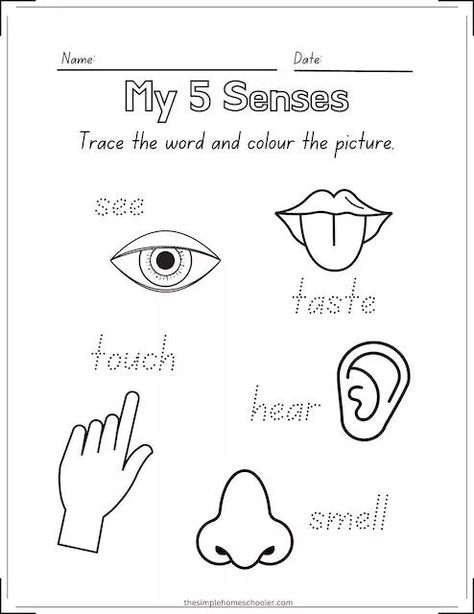 Science Kindergarten Worksheets, 5 Senses Craft, 5 Senses Preschool, 5 Senses Worksheet, Five Senses Worksheet, Free Science Worksheets, Five Senses Preschool, 5 Senses Activities, Activity Based Learning